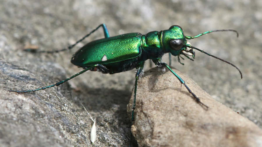 Green Tiger Beetle On Rock Wallpaper