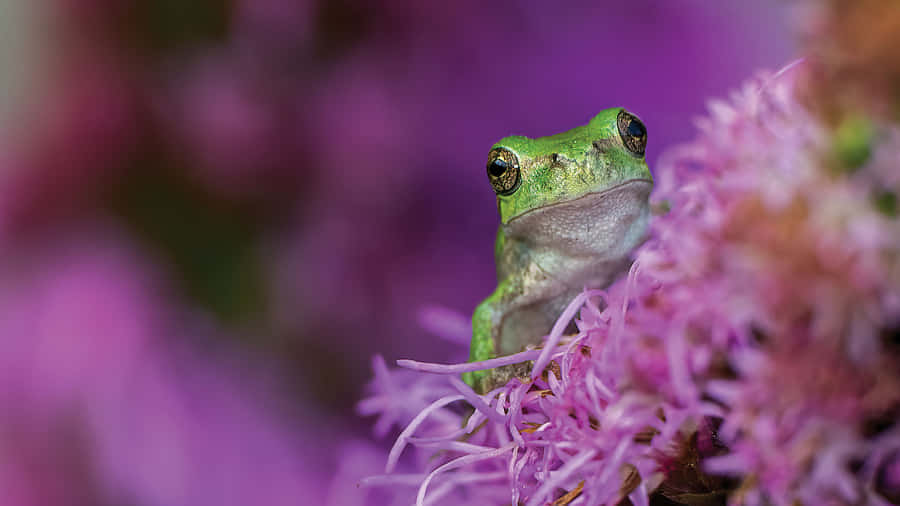Green Tree Frog Amidst Purple Flowers Wallpaper