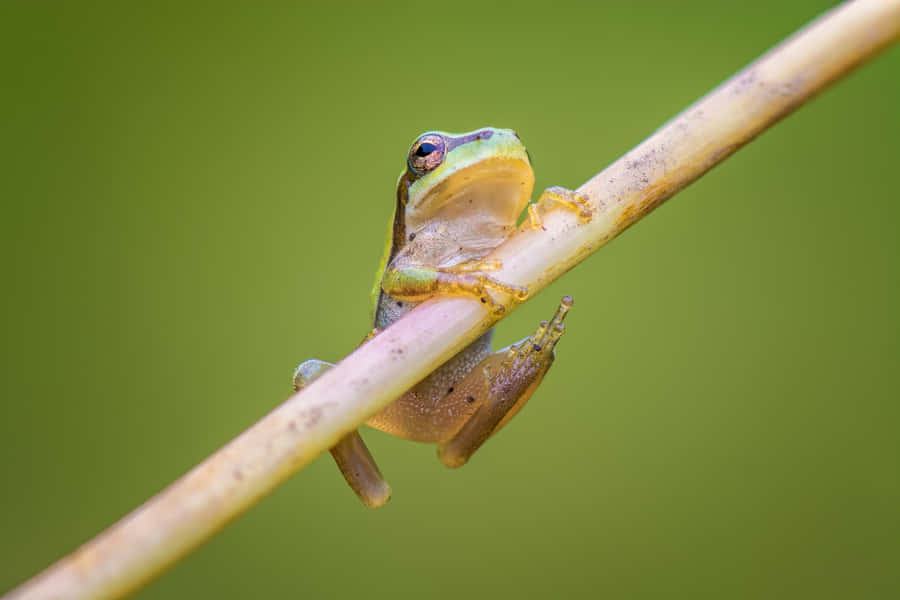 Green Tree Frog Perchedon Stem Wallpaper