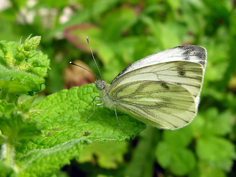 Green Veined White Butterflyon Leaf Wallpaper