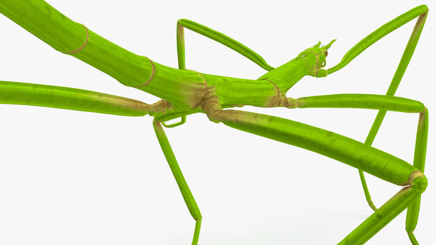 Green Walkingstick Insect Wallpaper
