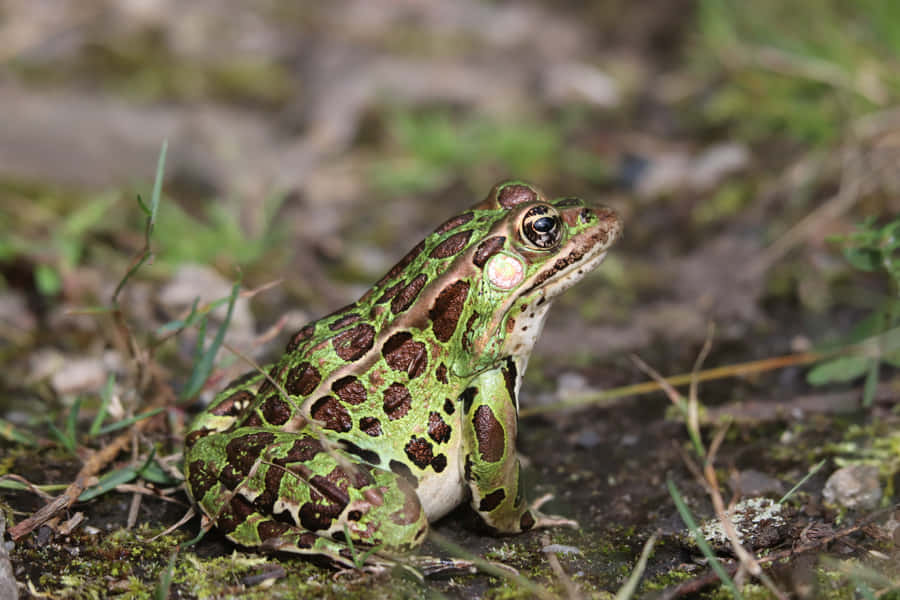 Greenand Brown Frogon Ground.jpg Wallpaper