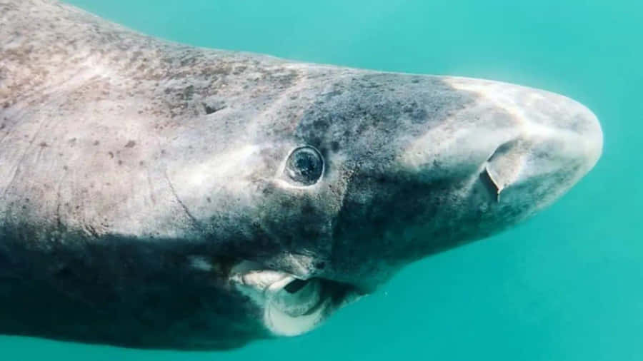 Greenland Shark Close Up Wallpaper