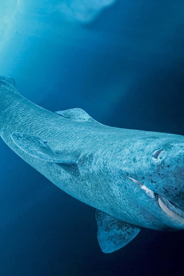 Greenland Shark Underwater Portrait Wallpaper