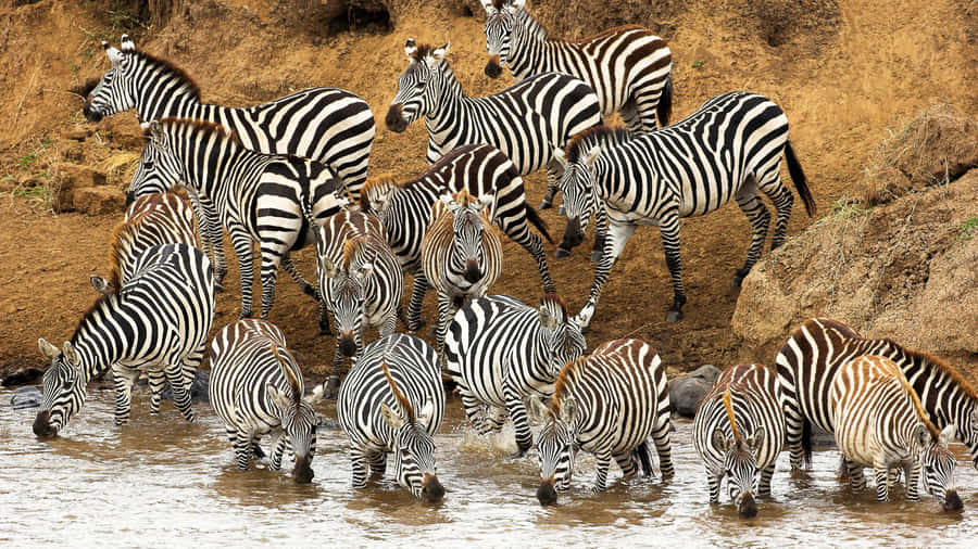 Gregarious Zebras In One Frame Wallpaper