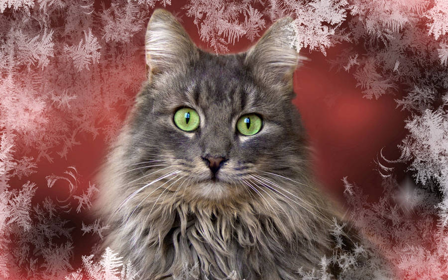 Grey Cat Peacefully Curled Up Wallpaper