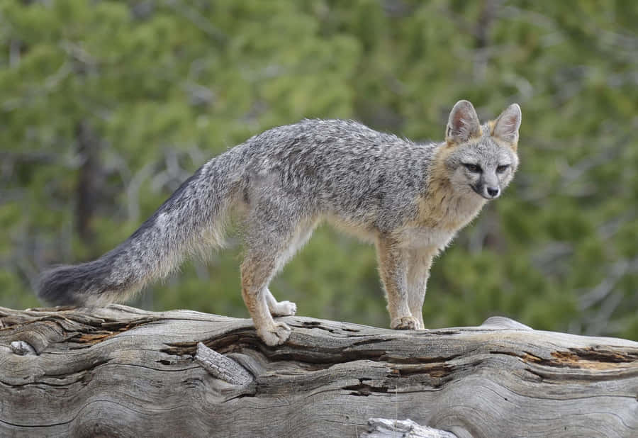Grey Fox Standing On Log Wallpaper