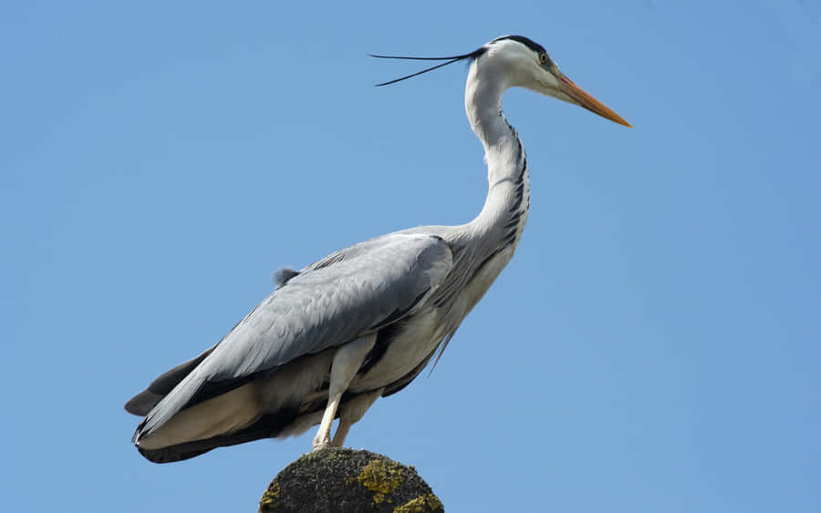 Grey Heron Perched Against Blue Sky.jpg Wallpaper