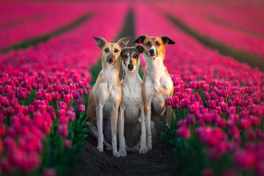 Greyhounds Standing In Tulips Wallpaper