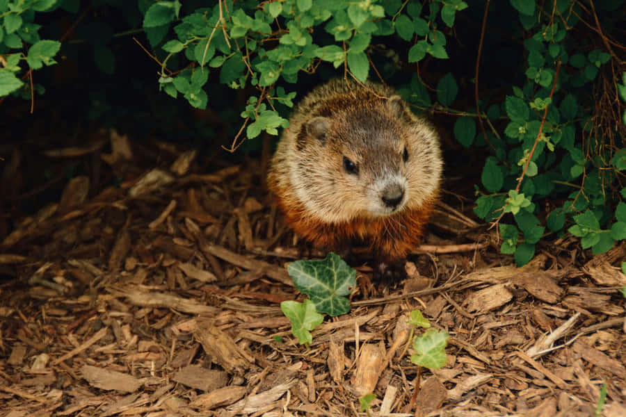 Groundhog Emerging From Burrow Wallpaper