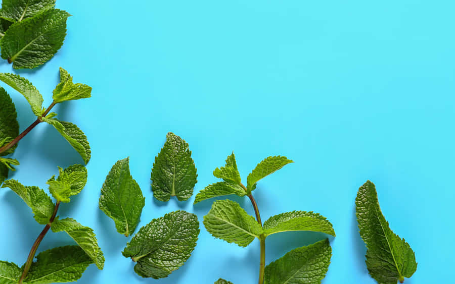 Group Of Friends Enjoying A Beautiful Summer Day Wallpaper