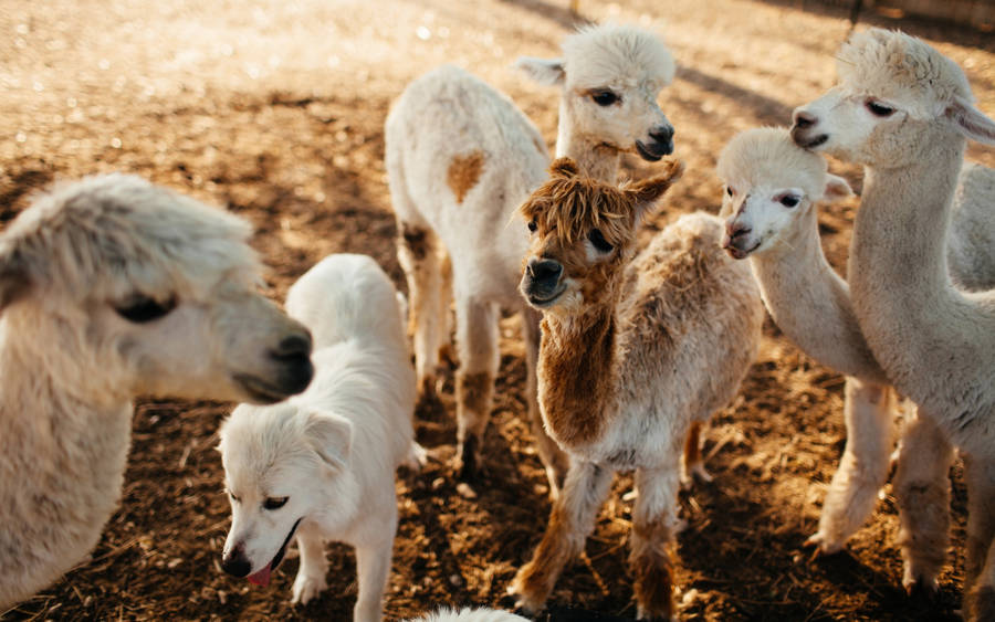 Group Of Young Alpacas Wallpaper
