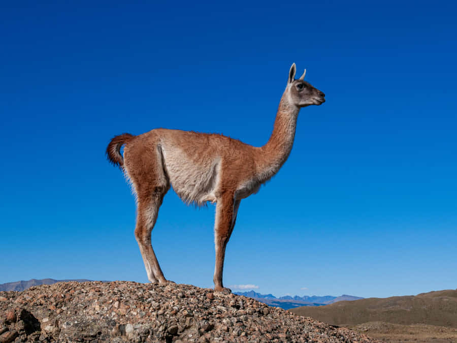 Guanaco Standingon Mountain Ridge Wallpaper