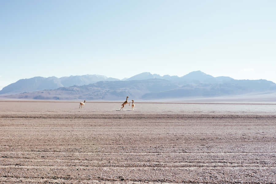Guanacosin Desert Landscape Wallpaper