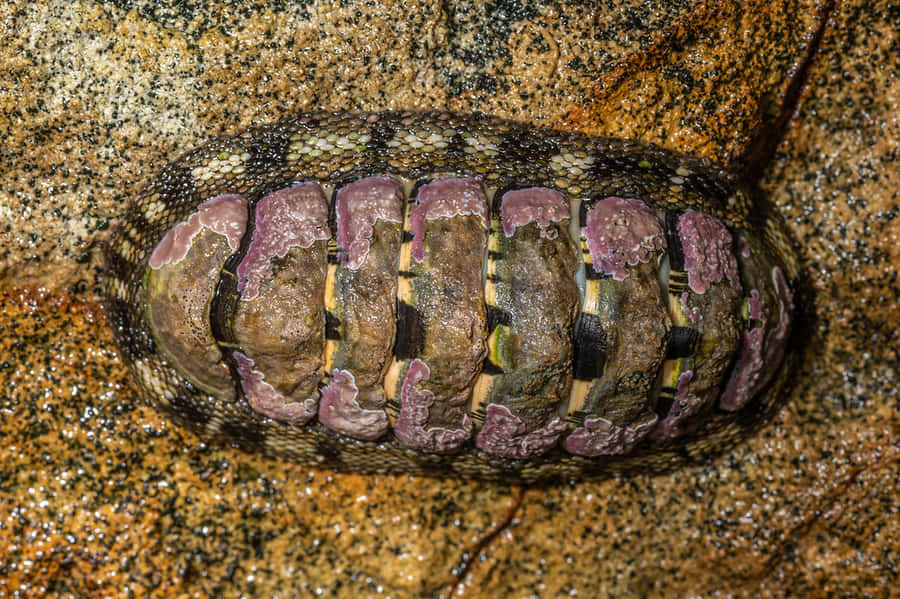 Gumboot Chiton Clingingto Rock Wallpaper