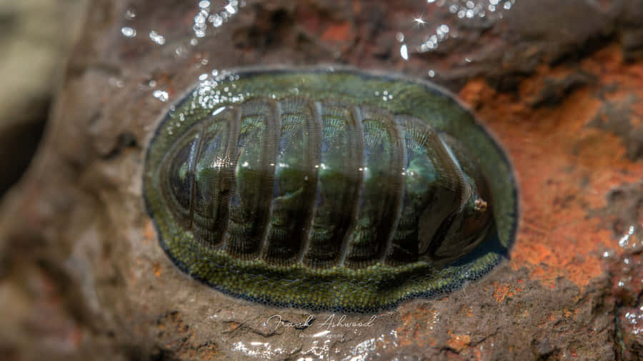 Gumboot Chiton Rocky Shore Wallpaper
