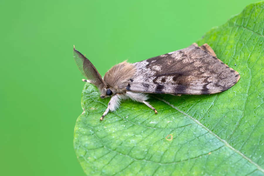 Gypsy Mothon Green Leaf Wallpaper