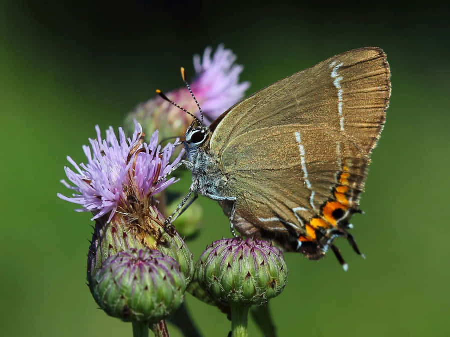 Hairstreak_ Butterfly_on_ Purple_ Flowers.jpg Wallpaper