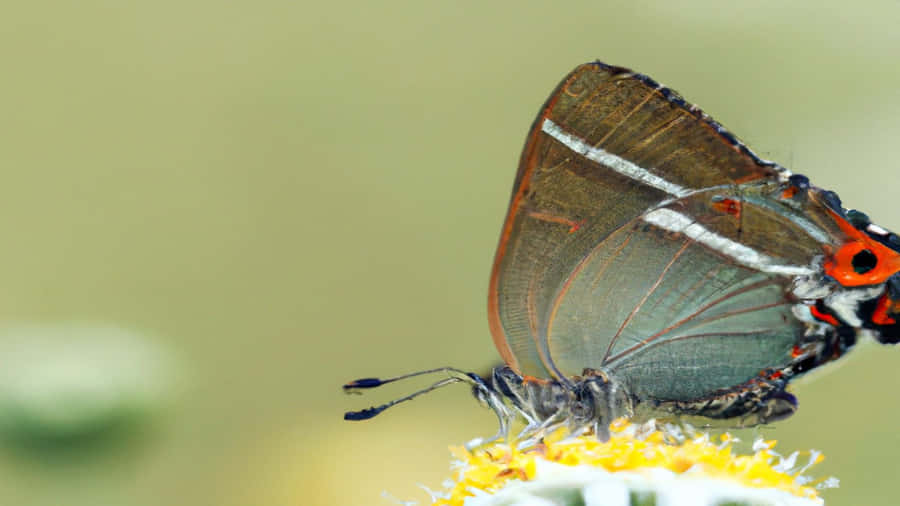 Hairstreak Butterflyon Flower.jpg Wallpaper