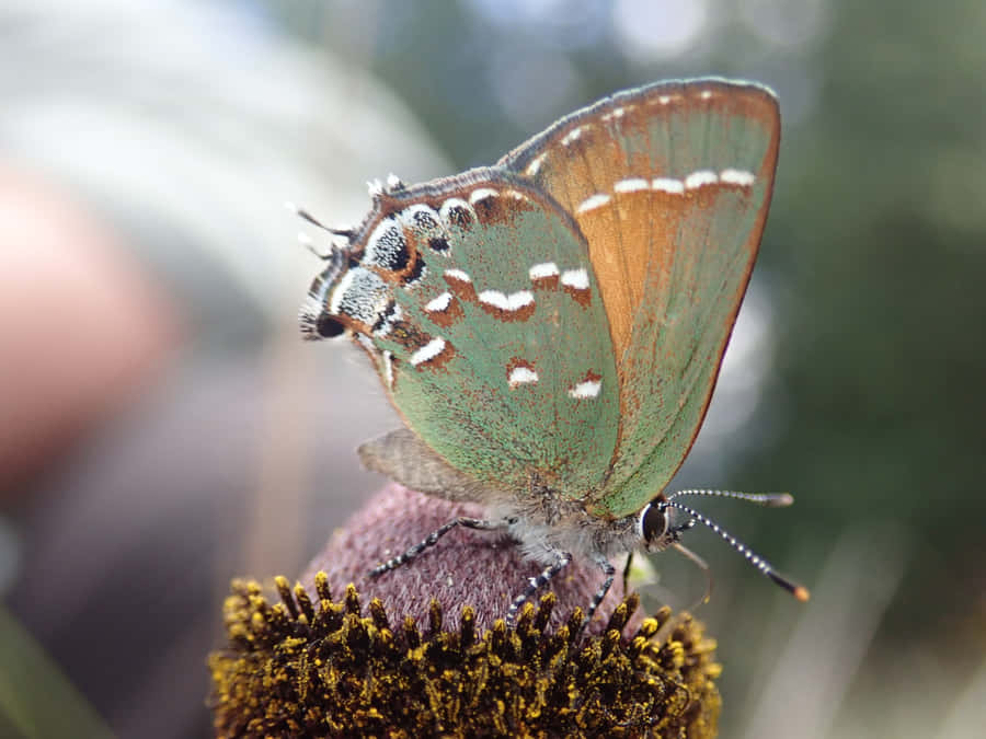Hairstreak Butterflyon Flower Wallpaper