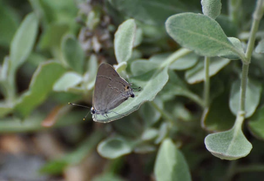 Hairstreak Butterflyon Green Leaves Wallpaper