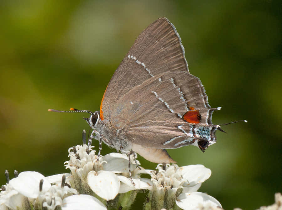 Hairstreak Butterflyon White Flower Wallpaper