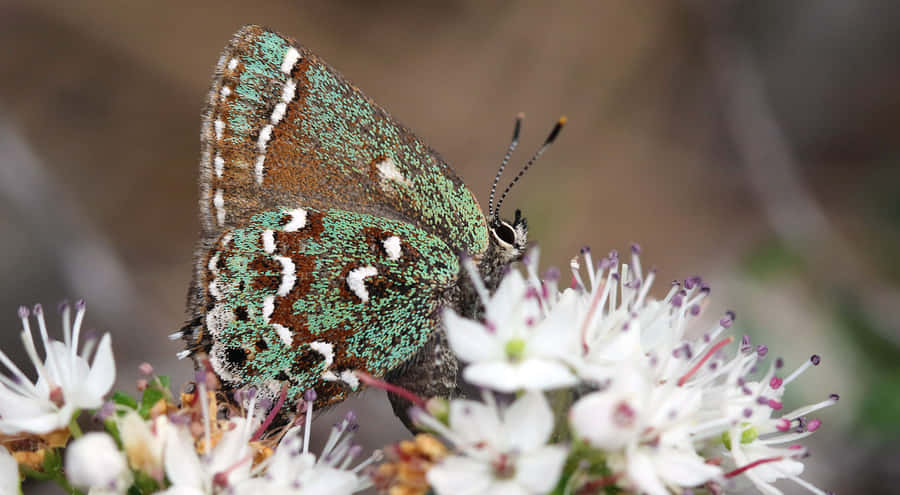 Hairstreak Butterflyon White Flowers.jpg Wallpaper