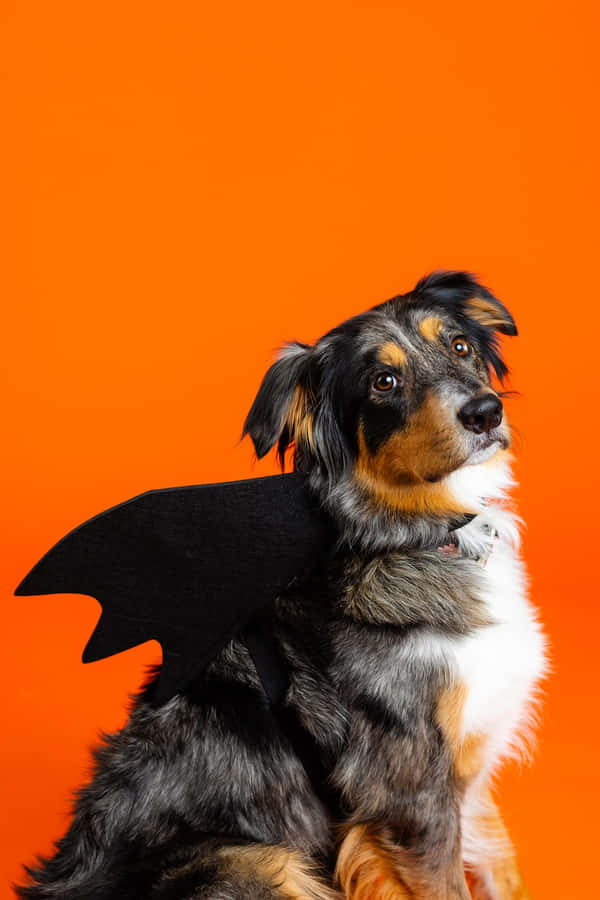 Halloween Dog Bat Wings Costume Wallpaper