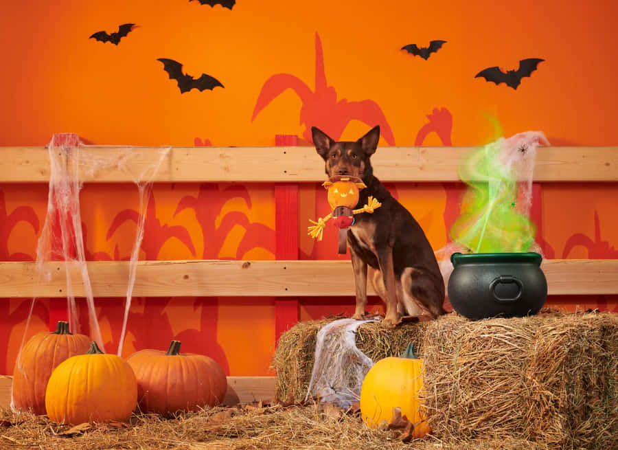 Halloween Dog With Pumpkinand Cauldron Wallpaper