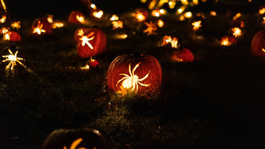 Halloween Pumpkin Lantern Spiders Wallpaper