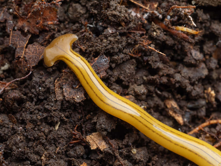 Hammerhead Flatwormin Soil Wallpaper