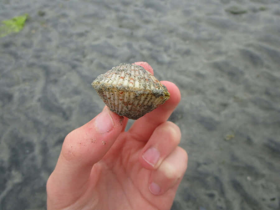 Handheld Cockleon Beach Wallpaper