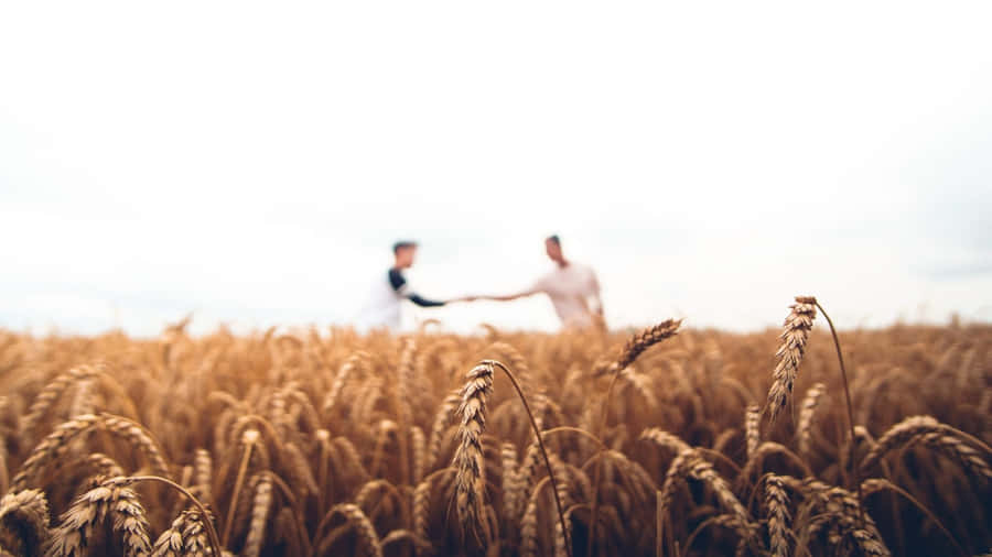 Handshakein Wheat Field Wallpaper
