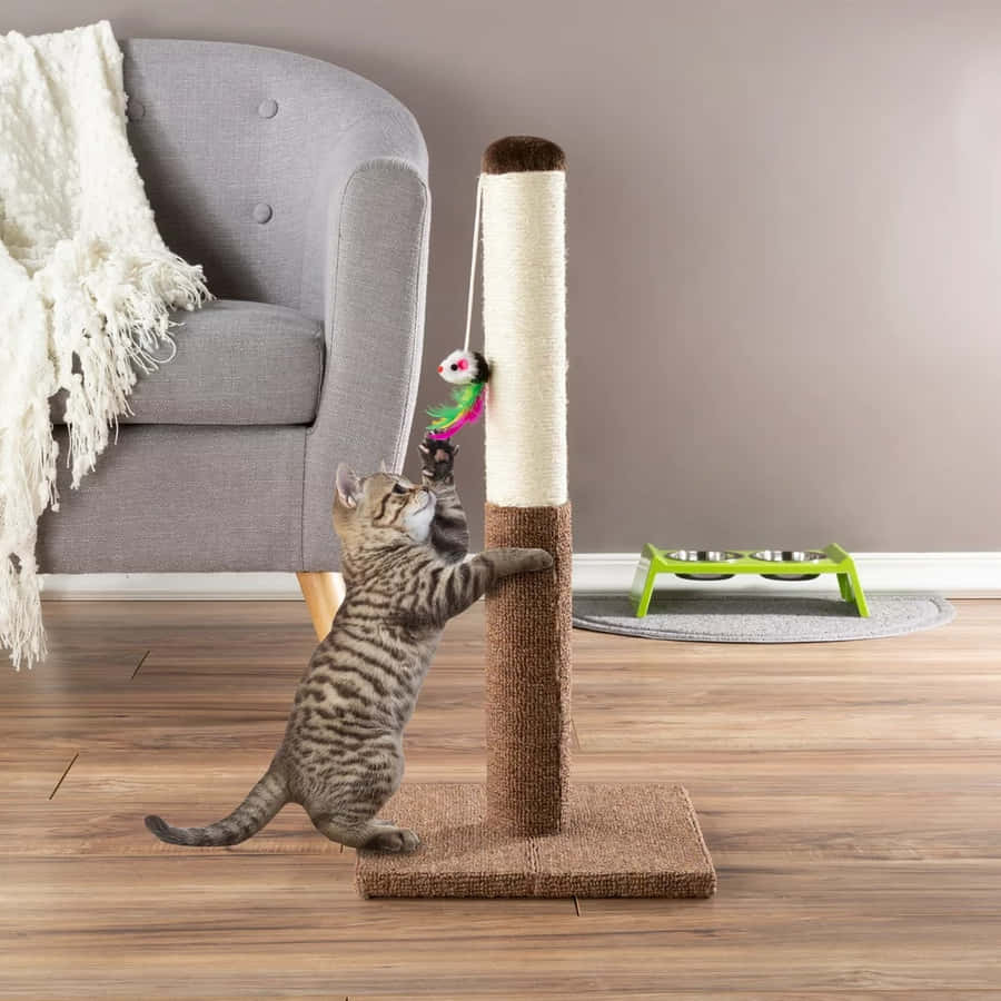 Happy Cat Enjoying A Scratching Post Wallpaper