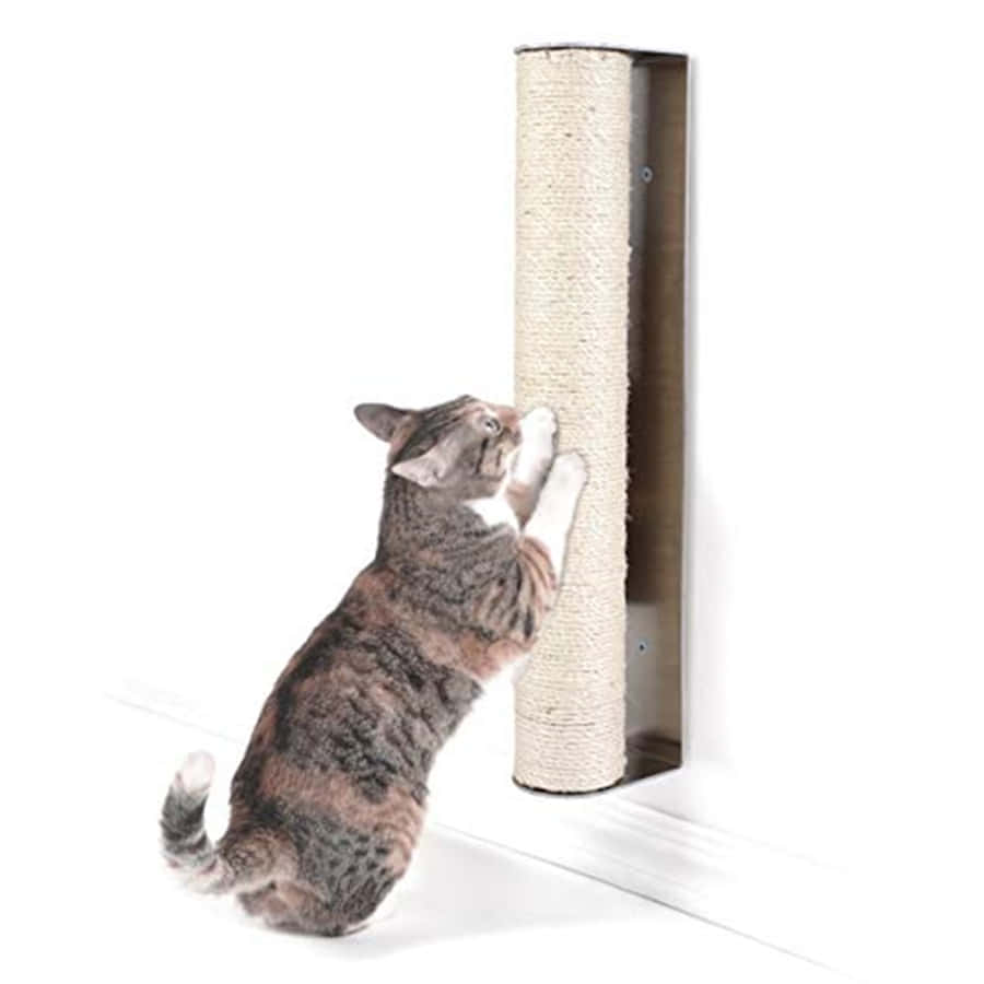 Happy Cat Enjoying Its Scratching Post Wallpaper