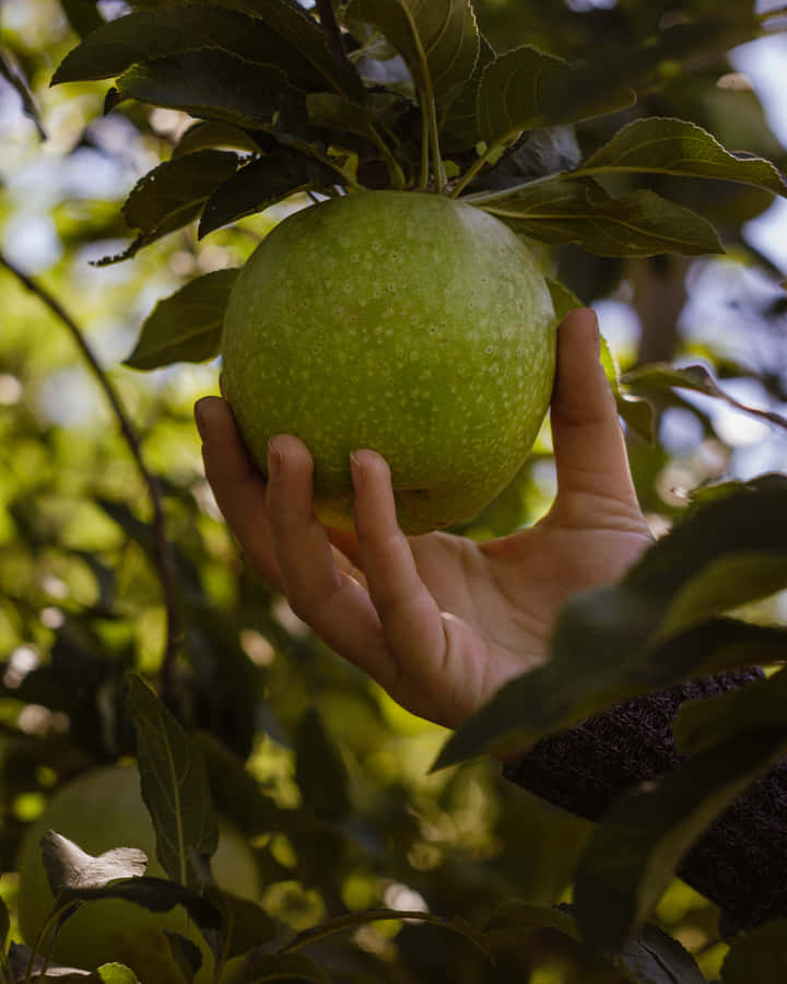 Happy Family Picking Apples In An Orchard Wallpaper