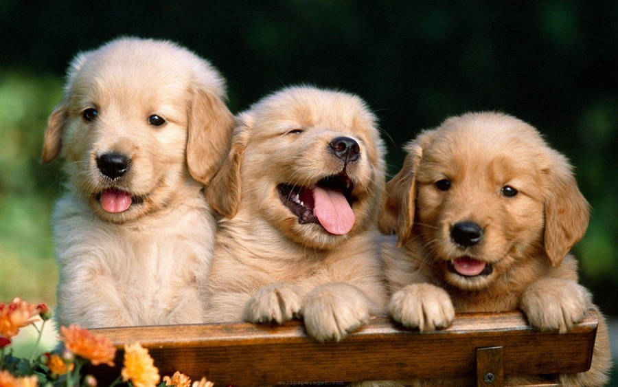 Happy Puppy Triplets Picture Wallpaper