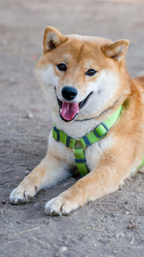 Happy Shiba Inu Dog Wallpaper