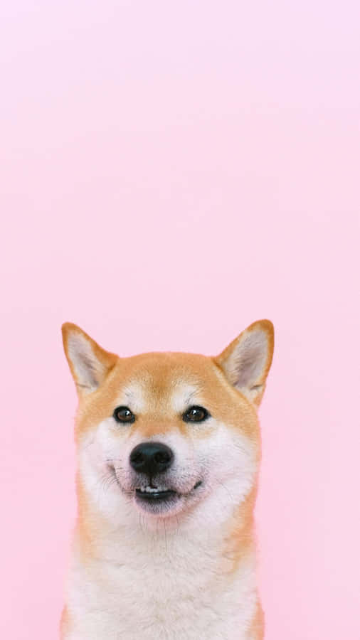 Happy Shiba Inu Portrait Wallpaper