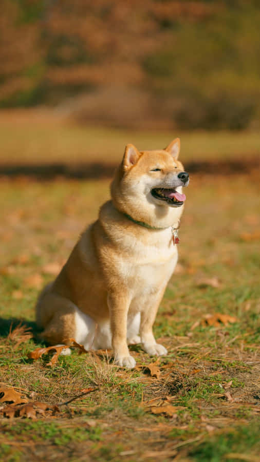 Happy Shiba Inu Sitting Outdoors Wallpaper