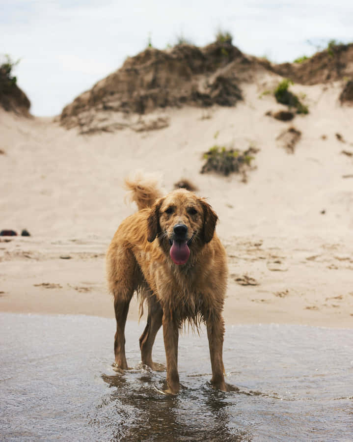 Happy Wet Dog Beach Day.jpg Wallpaper