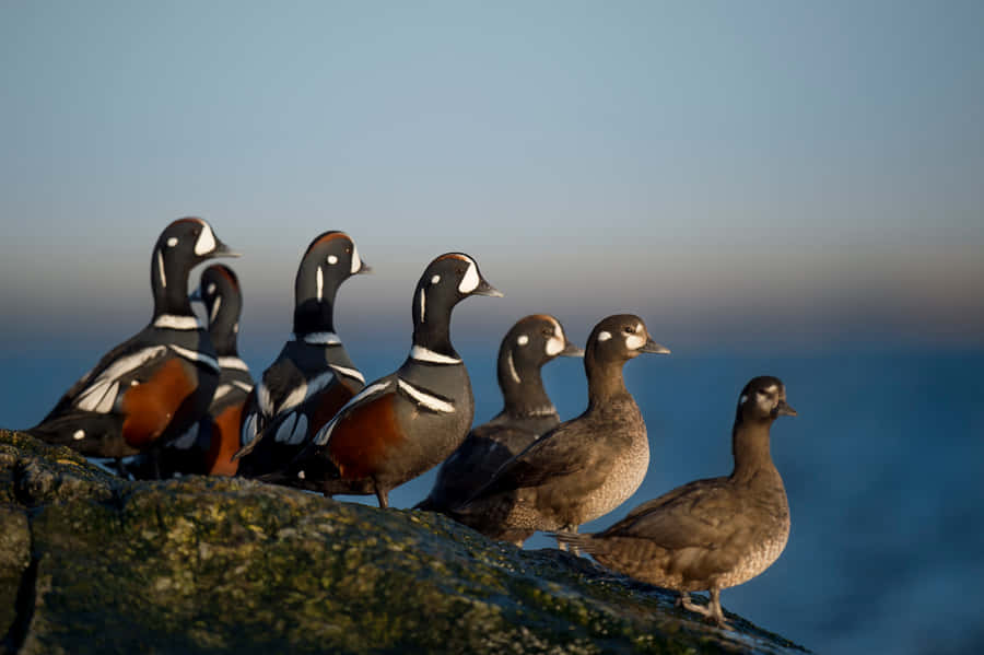 Harlequin Ducks On Rocky Shoreline Wallpaper