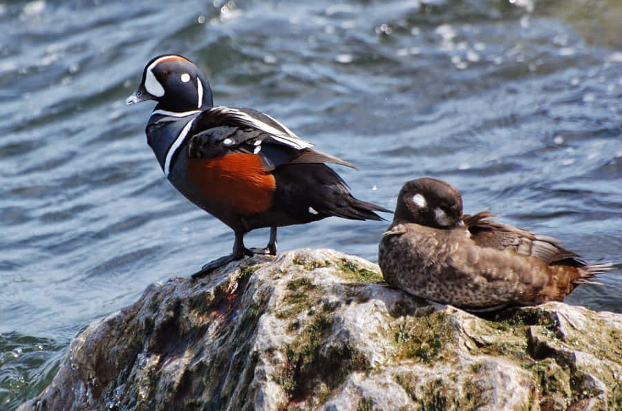 Harlequin Ducks Restingon Rock Wallpaper