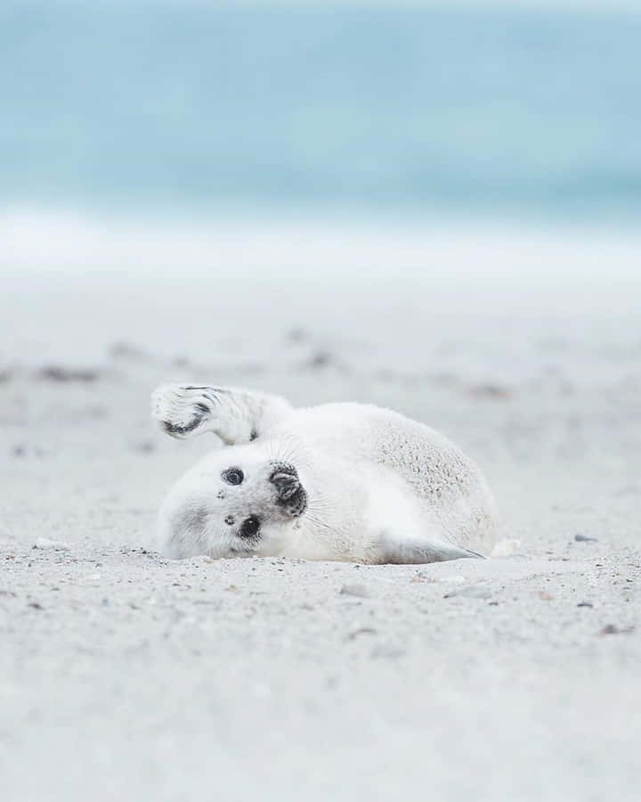 Harp Seal Pup Restingon Sand Wallpaper