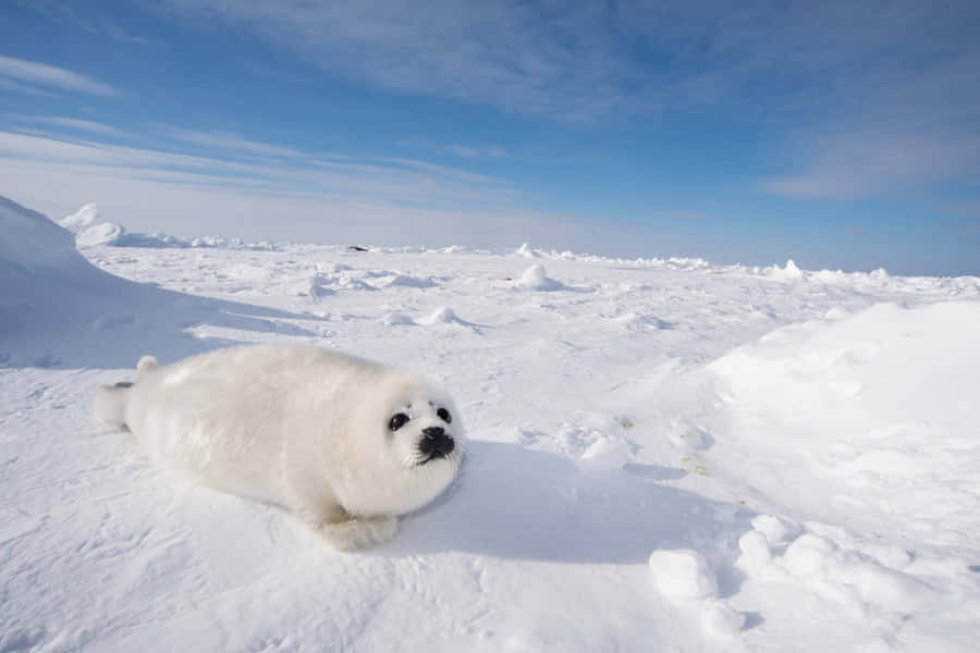 Harp Seal Pupon Ice Wallpaper