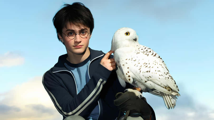 Harry Potter With Hedwig Wallpaper