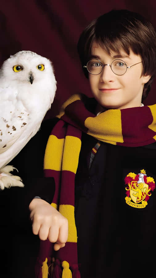 Harry Potter With Hedwig Wallpaper