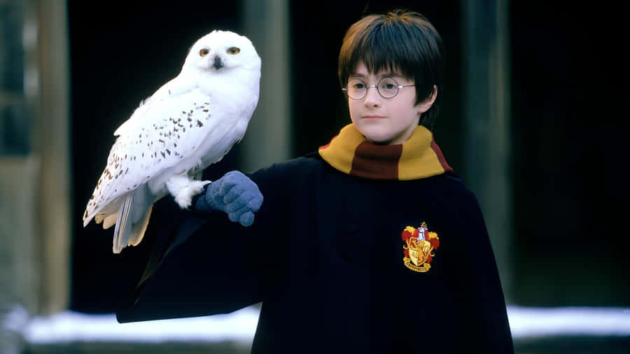 Harry Potter With Hedwig Wallpaper