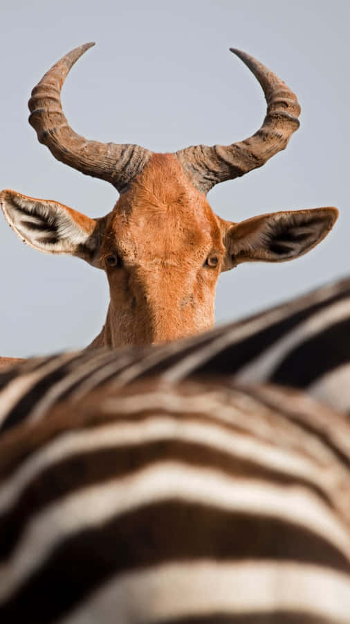 Hartebeest Peeking Over Zebra Stripes Wallpaper