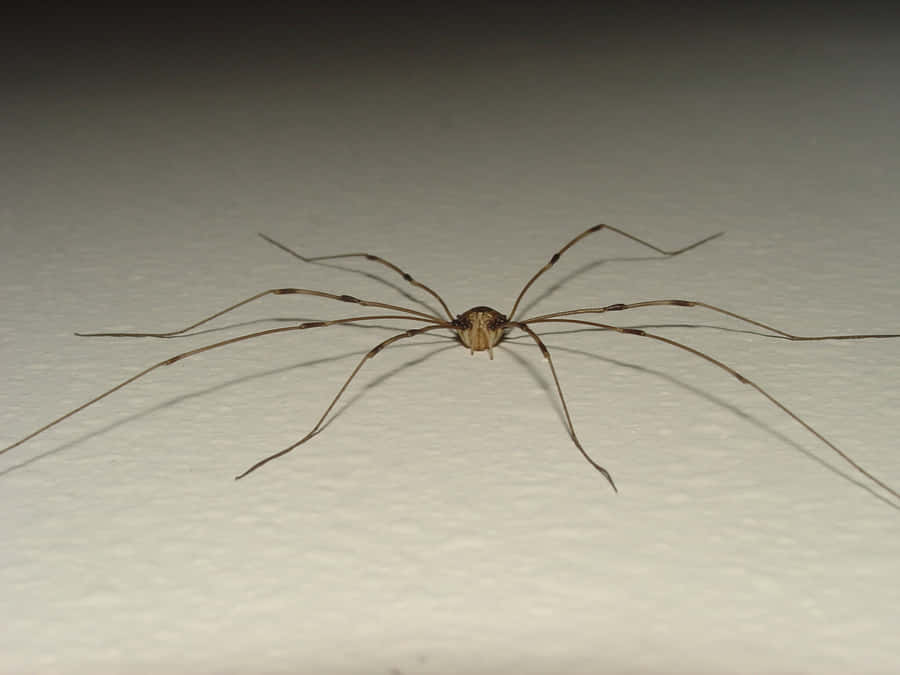 Harvestman Spideron White Background Wallpaper